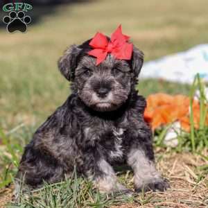 Remi, Miniature Schnauzer Puppy